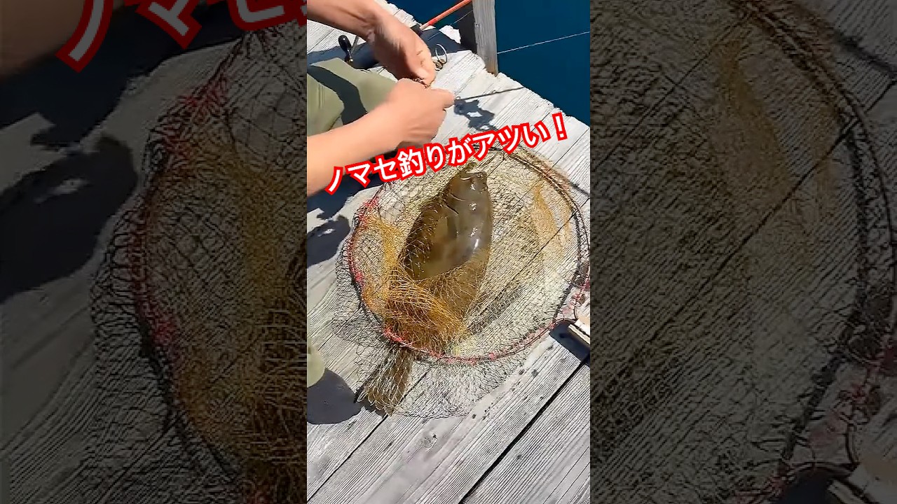 ノマセ釣りが激アツの釣り場とは　#釣り