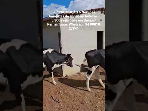 6 Novilhas Amojadas de linhagem leiteiras: 5.300 reais cada em Buique/ Pernambuco.ZAP 84 99810 2784*