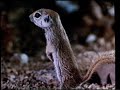 Disney S The Living Desert Klip På Dansk