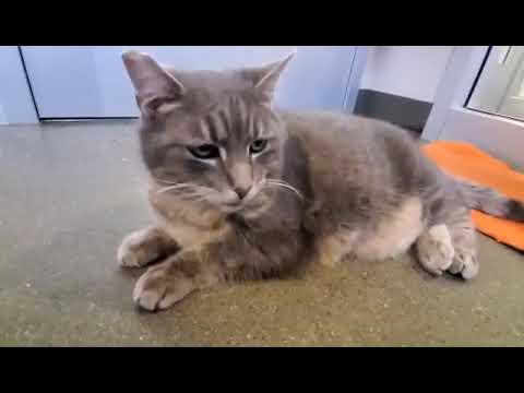 Rayna A805325 (ADOPTED 2/12/22)