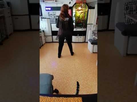 Canadian Stomp 36 count, 4 wall, Beginner Line Dance, Musik: Any Man Of Mine, Shania Twain