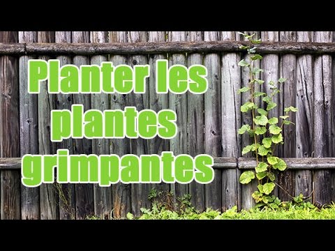 comment soigner un jasmin d'appartement