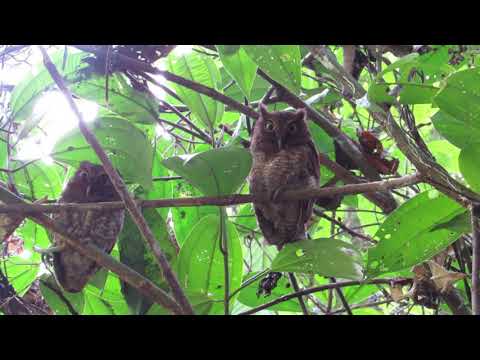 Vermiculated Screech-Owl — Megascops vermiculatus — hlas a video