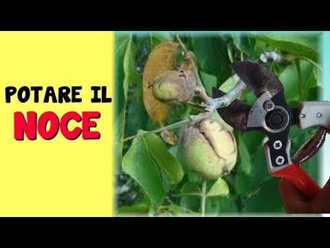 Dolore al ginocchio durante la gravidanza Forte dolore alla schiena e allo stomaco