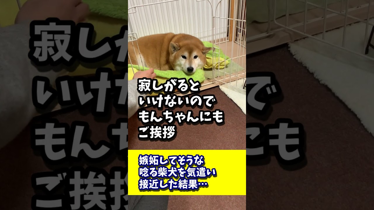 嫉妬してそうな唸る柴犬を気遣い接近した結果… #shibadog #柴犬 #sibainu  #犬のいる生活 #shorts