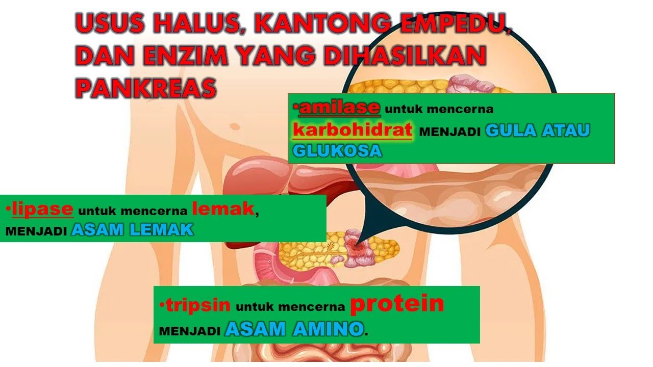 Sistem Pencernaan Pada Manusia: Bagian dan Fungsi Usus halus, Enzim yang dihasilkan Pankreas,