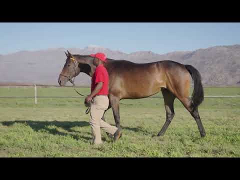 Lot 110 – Elusive Butterfly x Hawwaam