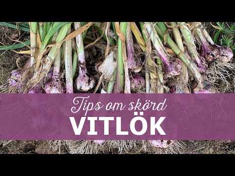 När ska vitlök skördas?