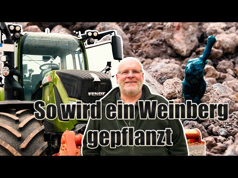 Vom Winzer erklärt; Wie wird ein Weinberg gepflanzt? / Reben richtig pflanzen / Teil 1