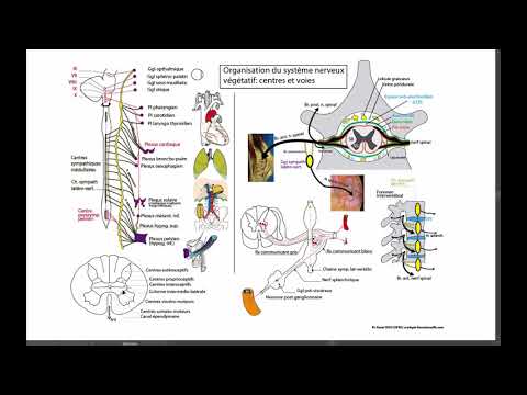 Organisation générale du système nerveux végétatif