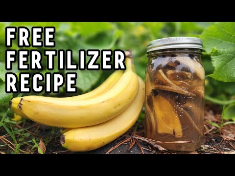 How to Make Banana Peel Fertilizer Water for Plants