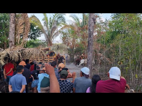 Pega de boi no mato/Arena mulugus Esperantina-Pi