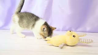 ブリティッシュショートヘアの動画01