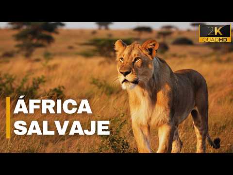 THE AFRICAN SAVANNAH | A Wild World - Documentary
