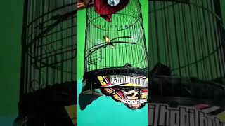 Download lagu Sogon Tembakan ZIPER bikin get get mp3