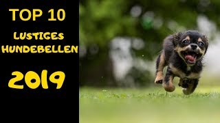 TOP 10 Hunde bellen videos compilation 2019 ♥ Lustiges Hundebellen