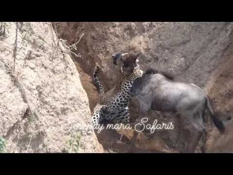 leopard suddenly attacked wildebeest