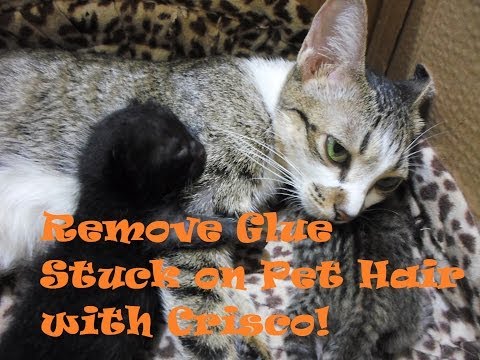 How to Remove Glue from Pet Hair | CatDogCuties | Remove Glue from Fur