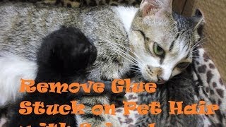 How to Remove Glue from Pet Hair | CatDogCuties | Remove Glue from Fur