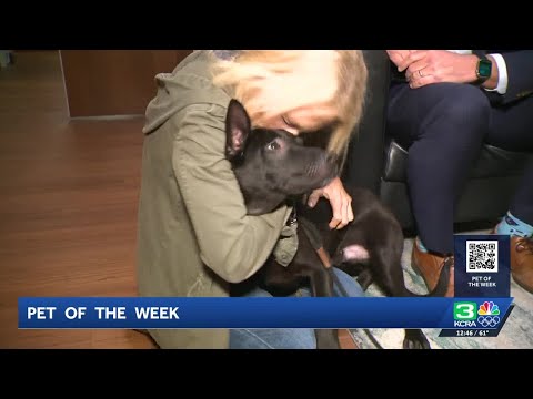 Pet of the Week: Meet Paul the Dog - YouTube