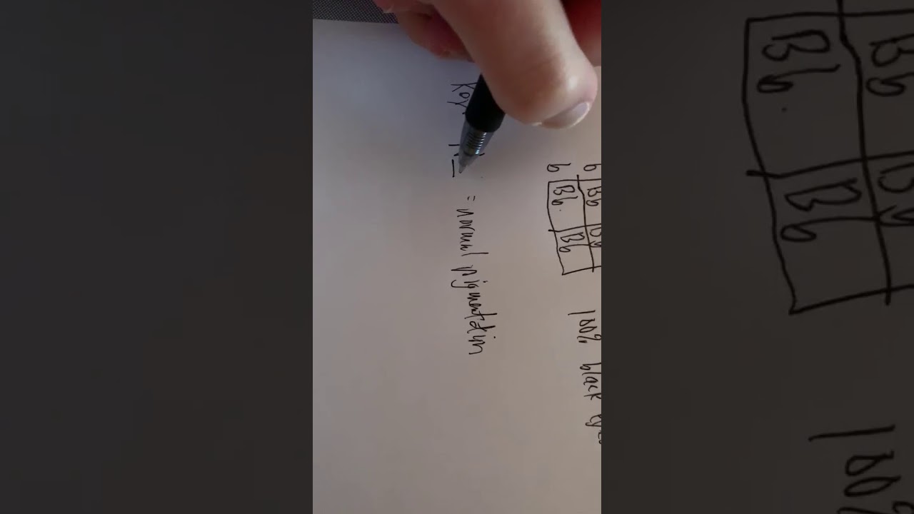 Honors Bio Genetics worksheet example