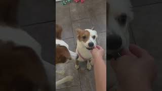 Video preview image #1 Australian Shepherd-Unknown Mix Puppy For Sale in Minneapolis, MN, USA
