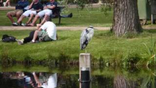 Art Garfunkel  bright eyes