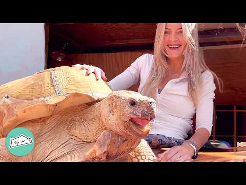 175 Pound Tortoise Lights Up When He Sees This Girl | Cuddle Buddies