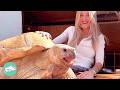 Tiny Tortoise Grows Into 175 Pound Bulldozer And Makes Girl Laugh Cuddle Buddies