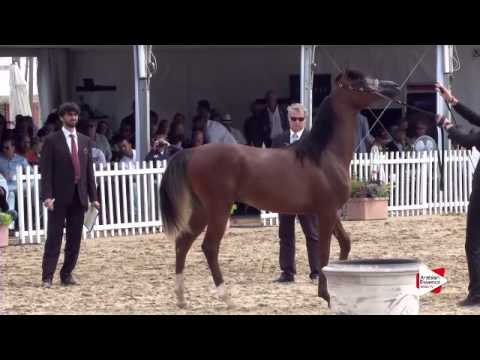 N.94 R’ADJAH DE CARTHEREY - Menton 2015 - Yearling Colts 1 year old (Class 6B)