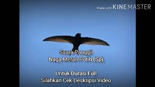Download lagu Naga Merah Putih (Sp) mp3 Download lagu Naga Merah Putih (Sp) mp3