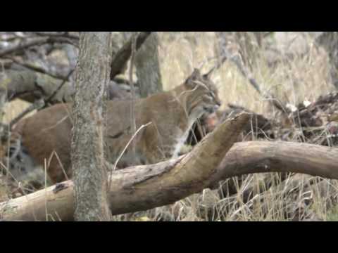 Bobcat Calling MBO blog