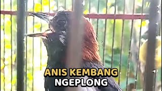 Download lagu ANIS KEMBANG NGEPLONG COCOK UNTUK PANCINGAN BIAR CEPAT GACOR mp3