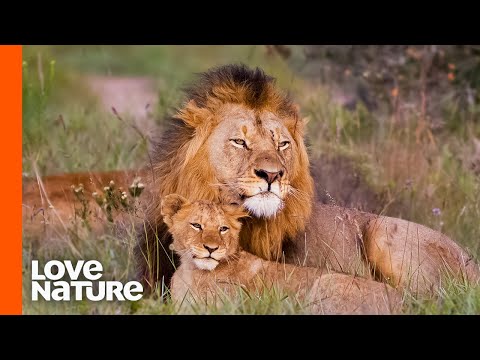 Baby Lions Meet Dad For The First Time | Love Nature