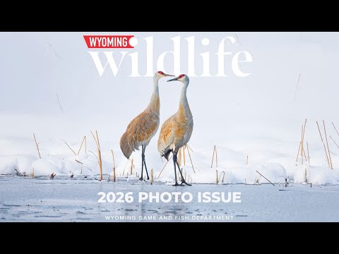Top Wildlife Images - 2026 Wyoming Wildlife Photo Issue