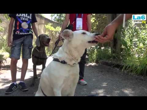 ONDA TG 07.07.2014 - PASSEGGIATA A 6 ZAMPE