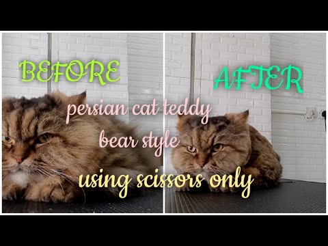 How to groom a teddy bear style for cat using scissors only||#persian cat hairstyle||#catlover||