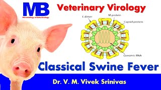CLASSICAL SWINE FEVER | Microbiology | Vivek Srinivas | #swinefever #hogcholera