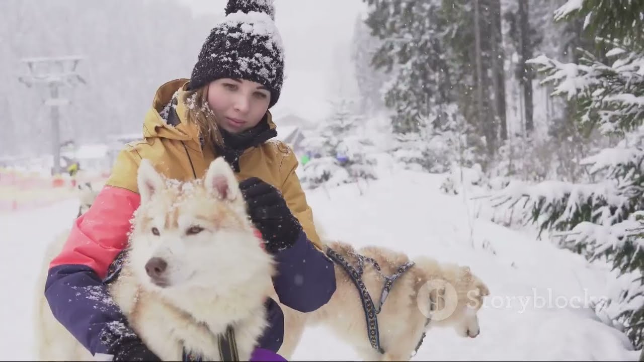 10 Dog Breeds with the Heart of a Wolf #DogBreeds #WolfHeart #SiberianHusky #CanineLovers #doglover