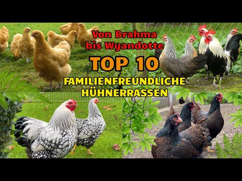 10 Family-Friendly Chicken Breeds PART 1 From Brahma to Bantam Wyandotte - Tame Chickens #chickens