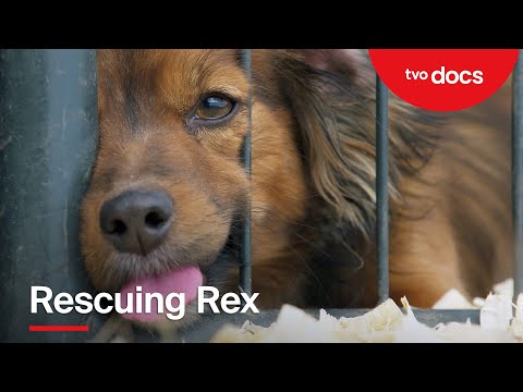 TVO Rescuing Rex - Documentary TV with original music