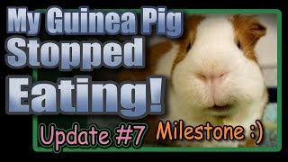 My Guinea Pig Stopped Eating -Update 7