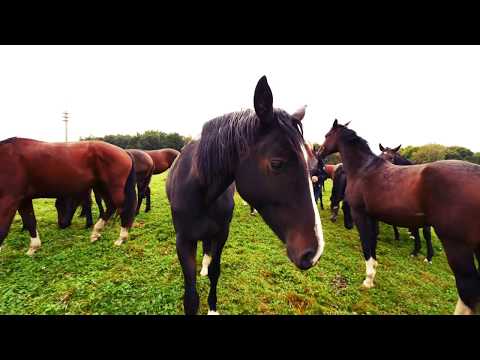 Gut Angermünde - Gestüt in Angermünde bei Berlin