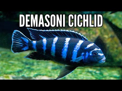 Demasoni (Chindongo demasoni) — video o chove a starostlivosti