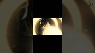 Download lagu boboiboy versi manado!! #jjedit #memes #boboiboy #boboiboymovie1 #voicemanado #boboiboyblaze mp3 Download lagu boboiboy versi manado!! #jjedit #memes #boboiboy #boboiboymovie1 #voicemanado #boboiboyblaze mp3