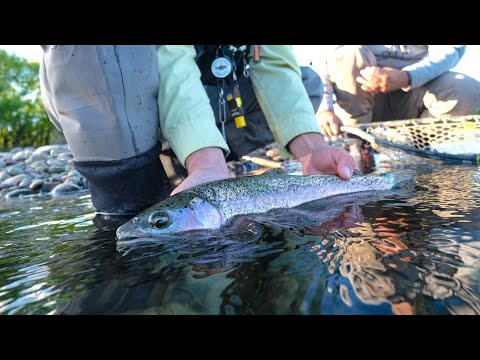 The BEST Dry Fly Fishing Action I've Ever Captured