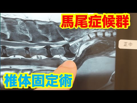 犬の馬尾 - 症状と治療