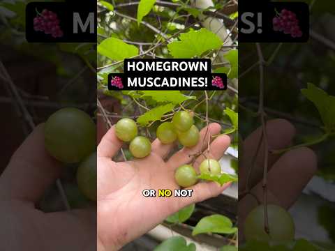 Homegrown Florida Muscadines in mom’s garden! 🍇 #grapes #organic #garden #gardening