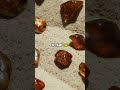 All About Amber The Ancient Gem From Tree Resin Amber Fossil Gemstone