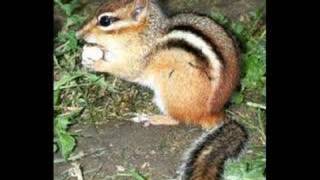 Shoot it In - The Duskfall (Chipmunk Style)